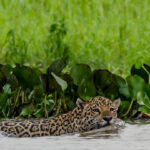 Un gran número de jaguares que comen peces merodean por los humedales de Brasil