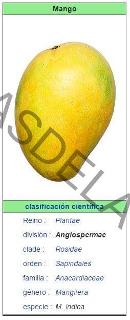 caracteristicas del mango