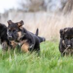 Cronología de entrenamiento de cachorros para su perro pastor alemán: de 8 semanas a 2 años