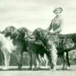 Historia del perro lobo irlandés: detrás de la antigua raza de Irlanda