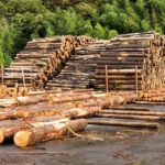 Más de 25 formas fenomenales de detener la deforestación