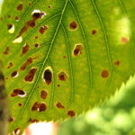 Plagas, hongos, virus o infecciones que afectan a la hoja del árbol frutal