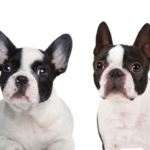 Bulldog francés vs Boston Terrier Cómo diferenciar