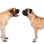 Mastiff vs.Bullmastiff: Cómo diferenciar
