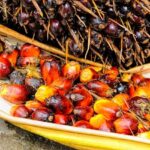 Qué es el aceite de palma